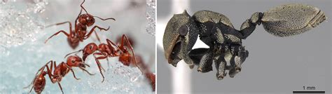 Decoding the Enigmatic Behavior of Ants as a Collective Entity