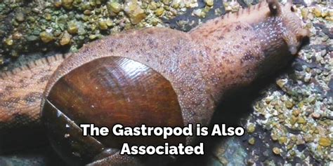 Decoding the Enigmatic Significance: Symbolism of Gastropods in Oneiric Explorations