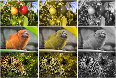 Decoding the Enigmatic Vision of Primate Intently Observing