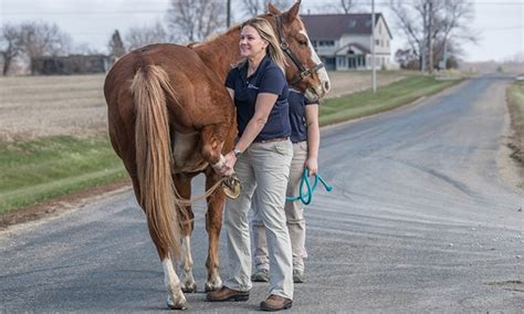 Decoding the Hidden Meanings in Envisioning an Injured Equine Companion