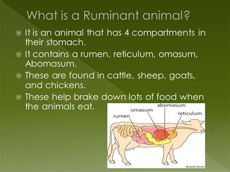 Decoding the Hidden Meanings in Fantasies of Exalted Ivory Ruminants