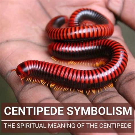 Decoding the Hidden Meanings of the Crimson Centipede Vision