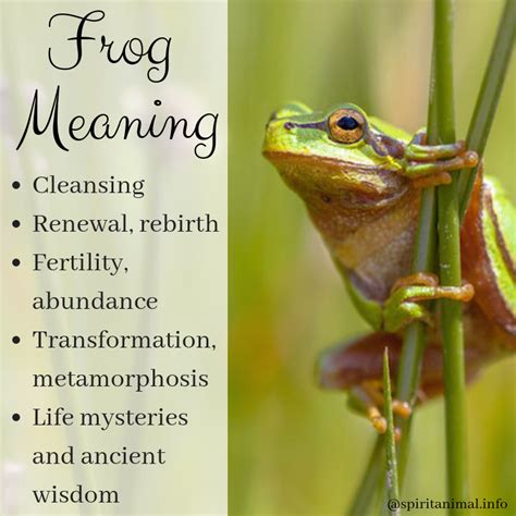 Decoding the Hidden Messages: How Tadpoles and Frogs Symbolize Personal Growth