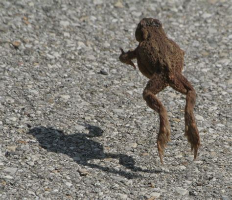 Decoding the Hidden Messages: Insights into Toad Leaping in the Realm of Dreams