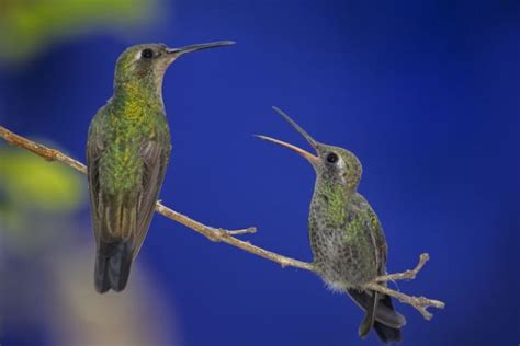 Decoding the Hidden Messages Behind Hummingbird Encounters in the Depths of Sleep