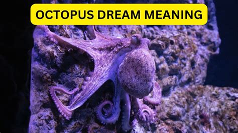 Decoding the Hidden Messages within the realms of Octopus Dreams