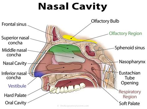 Decoding the Hidden Significance of Envisioning an Arachnid Stealthily Making Its Way Through Your Nasal Passage