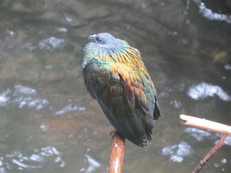 Decoding the Hidden Significance of a Gathering of Avian Creatures