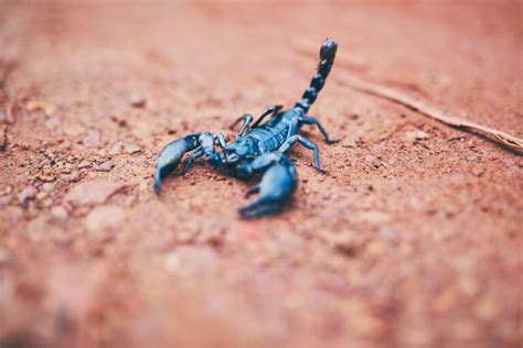 Decoding the Hidden Significance of an Exquisite Scorpion Encounter