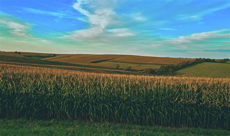 Decoding the Hues and Patterns Found in Dreams Featuring Cornfields