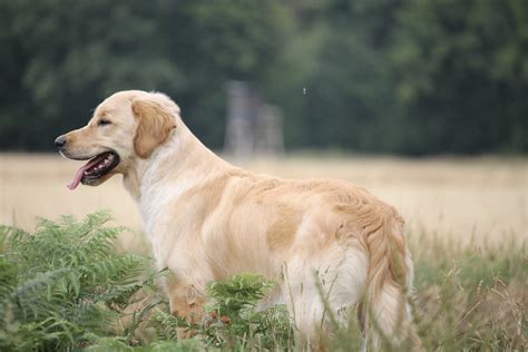 Decoding the Implicit Messages of Dreams Featuring Golden Retriever Visions