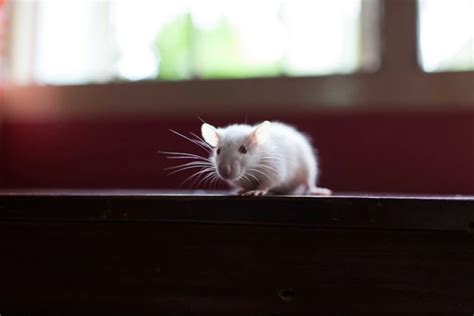 Decoding the Link Between Rats and Deception in Dream Analysis