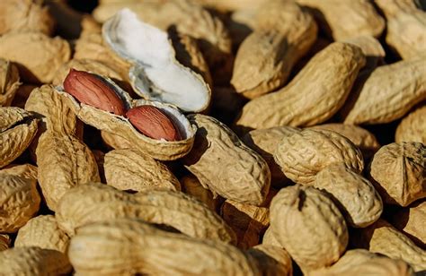 Decoding the Meaning Behind Dreaming about Ground Nuts