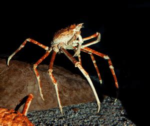 Decoding the Meaning Behind a Pristine Ivory Arachnid Trap in Reveries