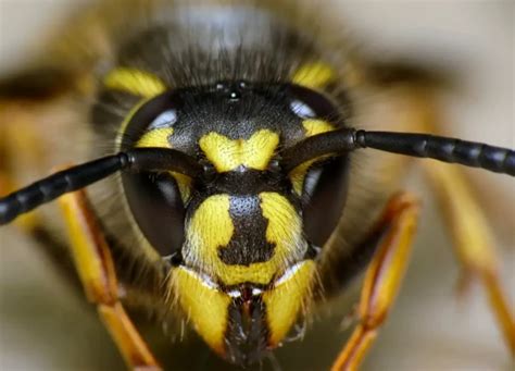 Decoding the Meaning Behind an Intrusive Wasp Entangled in Your Tresses