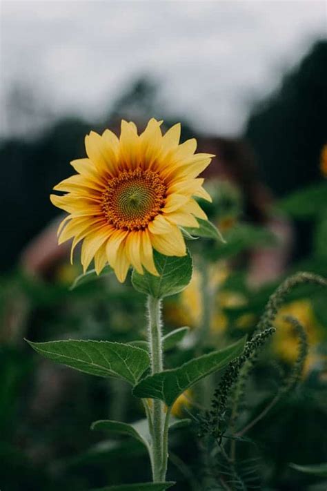 Decoding the Meaning Behind the Dream of Giving or Receiving Sunflower-colored Blossoms