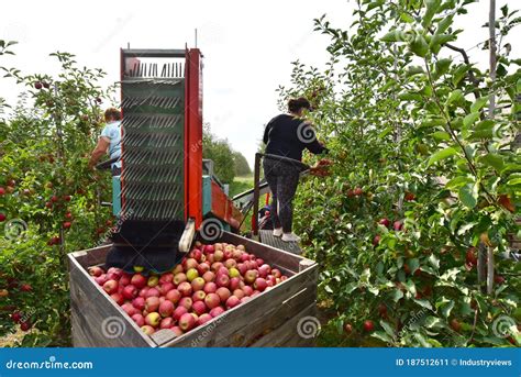 Decoding the Meaning behind Dreams about Harvesting Apples