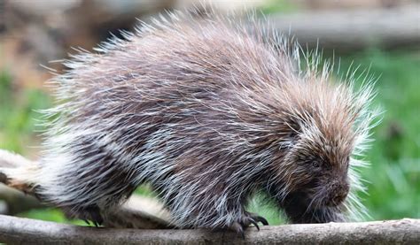 Decoding the Meaning behind the Presence of Porcupines in Your Dreams