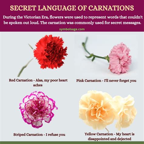 Decoding the Meaning of Different Shades of Carnations in Dream Realm