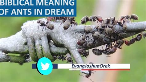 Decoding the Meaning of an Influx of Ants in Your Dreams