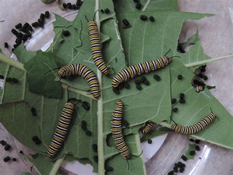 Decoding the Meanings of Different Colors of Caterpillars in Dreams