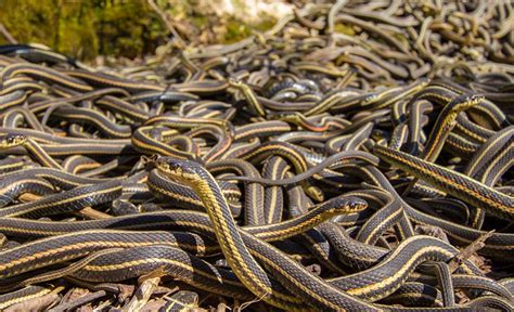 Decoding the Messages Hidden in Snake Dreams: Snakes as Messengers