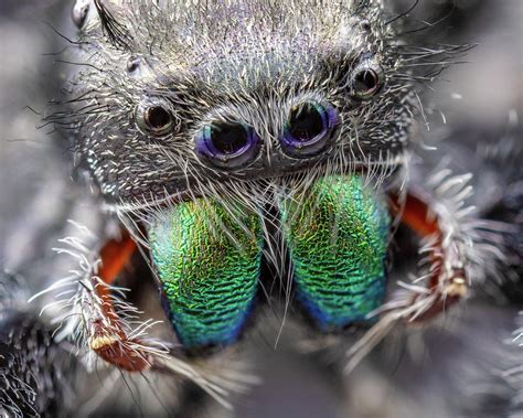 Decoding the Messages of Arachnid Dreams