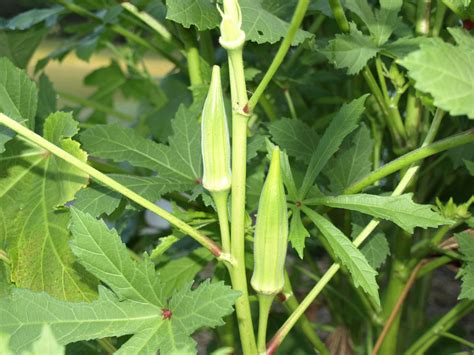 Decoding the Messages of Okra Plants in Dream Interpretations