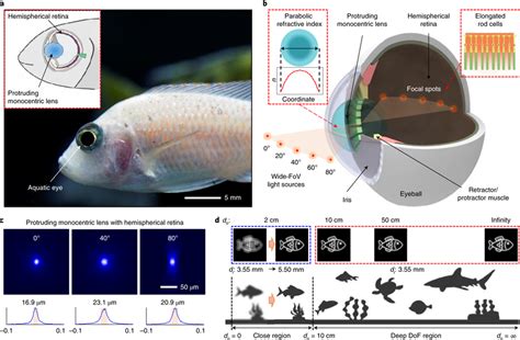 Decoding the Messages within Elongated Aquatic Visions