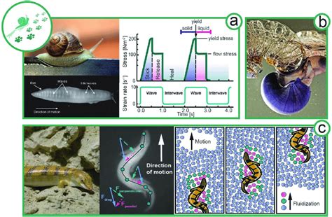 Decoding the Movements and Behaviors of Slugs in Bed Dreams