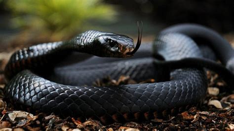 Decoding the Mysterious Reveries of a Mamba Serpent