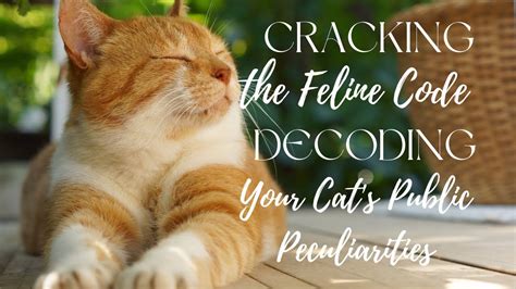 Decoding the Mystery: Cracking the Code of Feline Communication