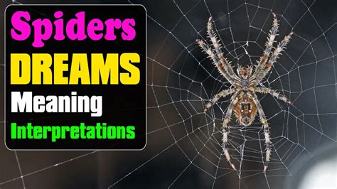 Decoding the Mystery: Understanding the Significance of Spider Infestations in Dreams