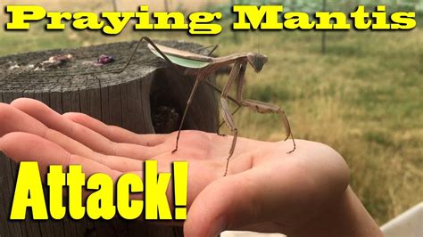 Decoding the Praying Mantis Attack: Analyzing the Different Scenarios in Dreams