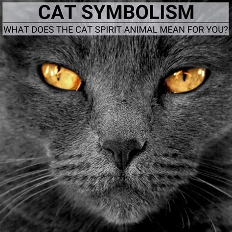 Decoding the Profound Psychological Significance of Feline Parasites within the Enigmatic Realm of Dreams