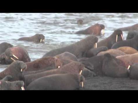 Decoding the Science Behind the Enigmatic White Walrus Phenomenon