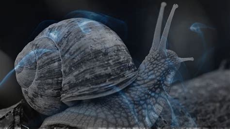 Decoding the Significance of Dreaming About Lifeless Snails