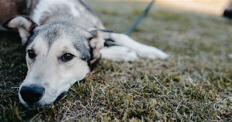 Decoding the Significance of Dreaming about an Underweight Canine