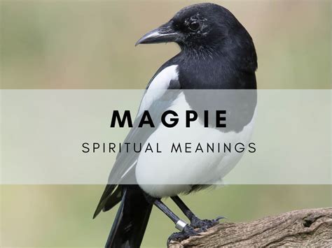 Decoding the Significance of Dreams Involving the Enigmatic Magpie Bird