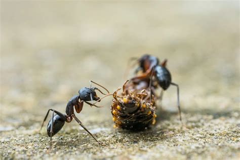 Decoding the Significance of Dreams Overflowing with Ants