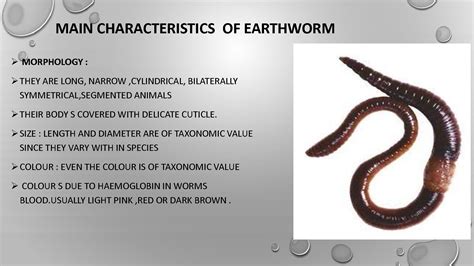 Decoding the Significance of Earthworms