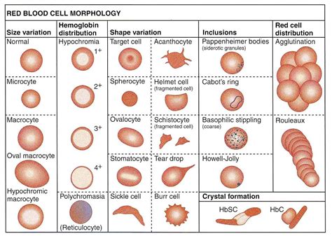 Decoding the Significance of Erythrocytes in Dreamscape Visuals