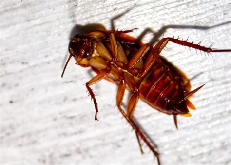 Decoding the Significance of Floor Dwelling Cockroaches in Dreams