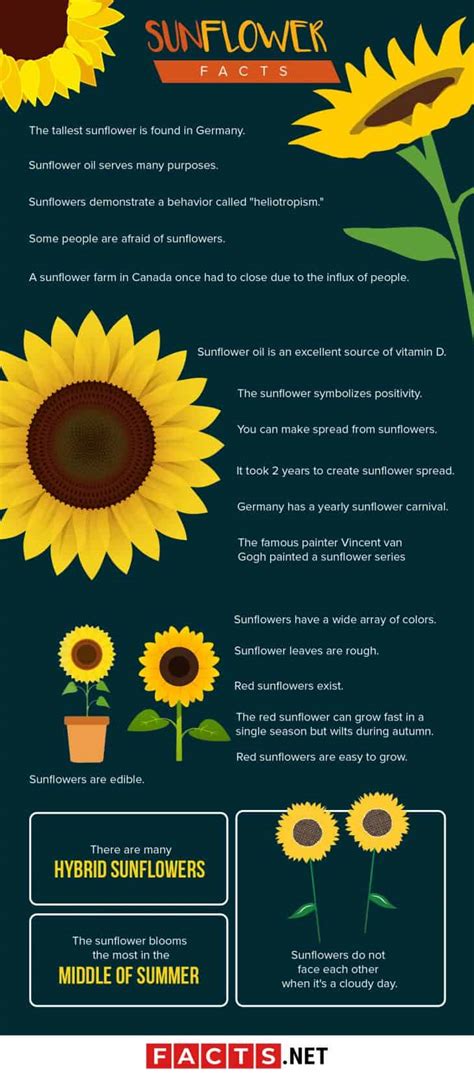 Decoding the Significance of Sunflowers in Nature