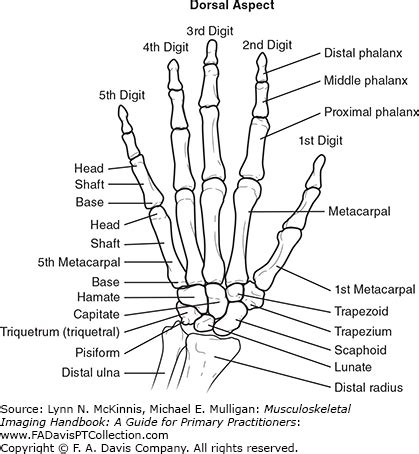 Decoding the Significance of Tiny Digits: Insights into Hand Anatomy in Dreams