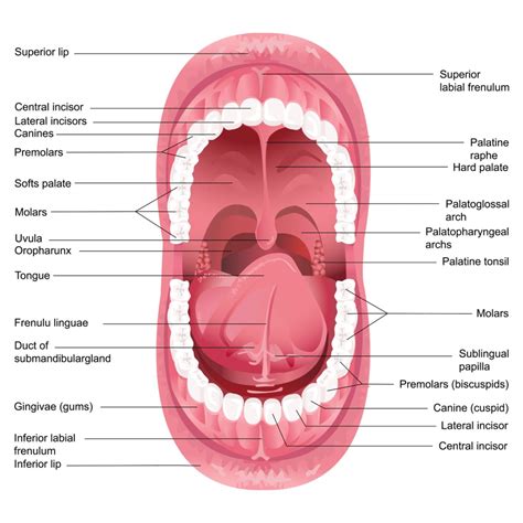 Decoding the Significance of a Cord Emergence from the Oral Cavity