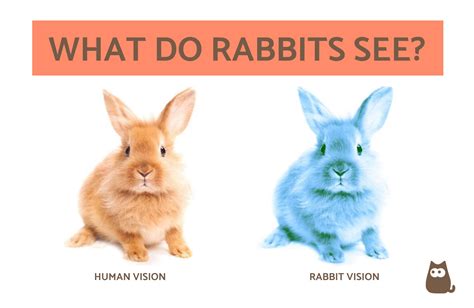 Decoding the Significance of a Deceased Bunny Vision: Insights and Guidelines