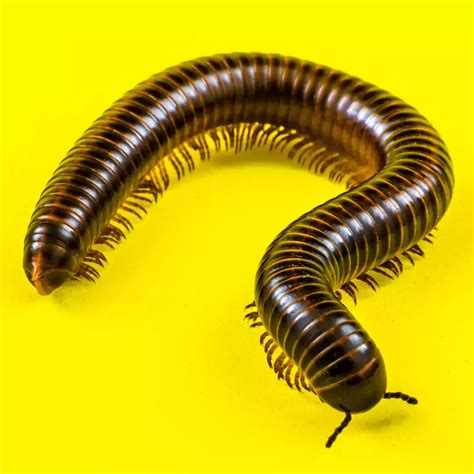 Decoding the Significance of a Golden Millipede in Dreams