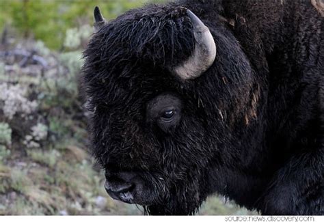 Decoding the Significance of a Masculine Bison in Your Vision