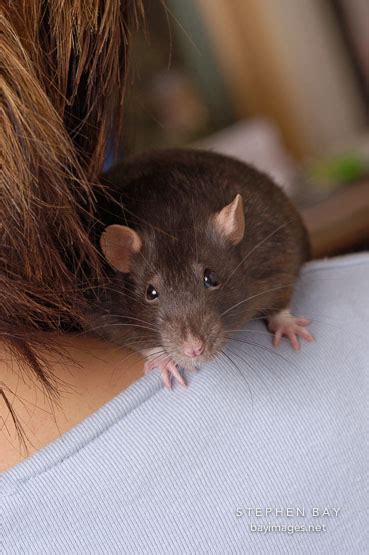 Decoding the Significance of a Rodent Perched on One's Shoulder in Reveries